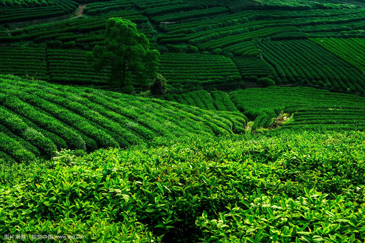 Tea fields near Longjing Village in Hangzhou