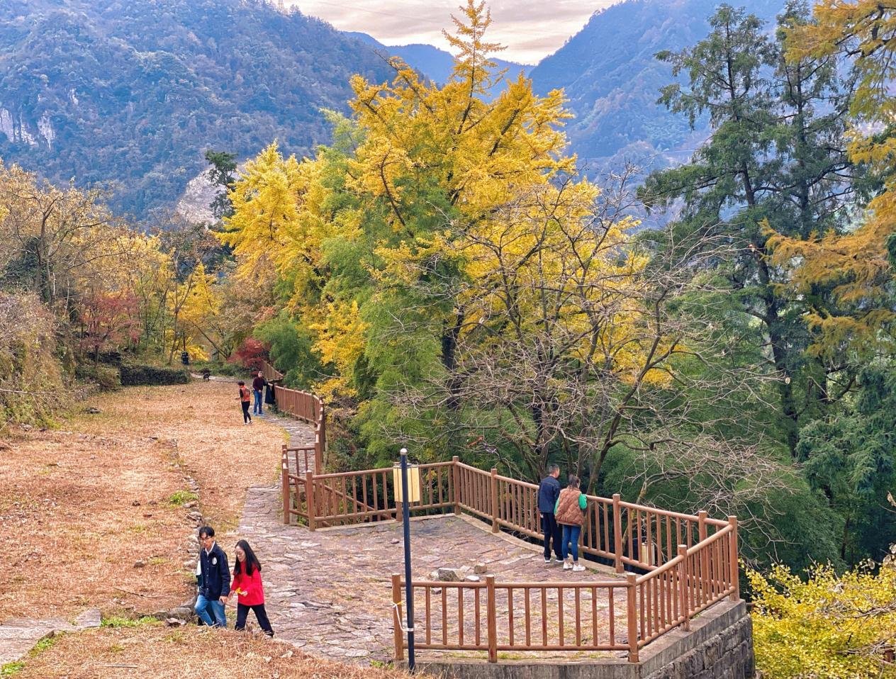 Hikers on a stone path beneath golden larch and tall conifers in the Siming Mountains, Ningbo