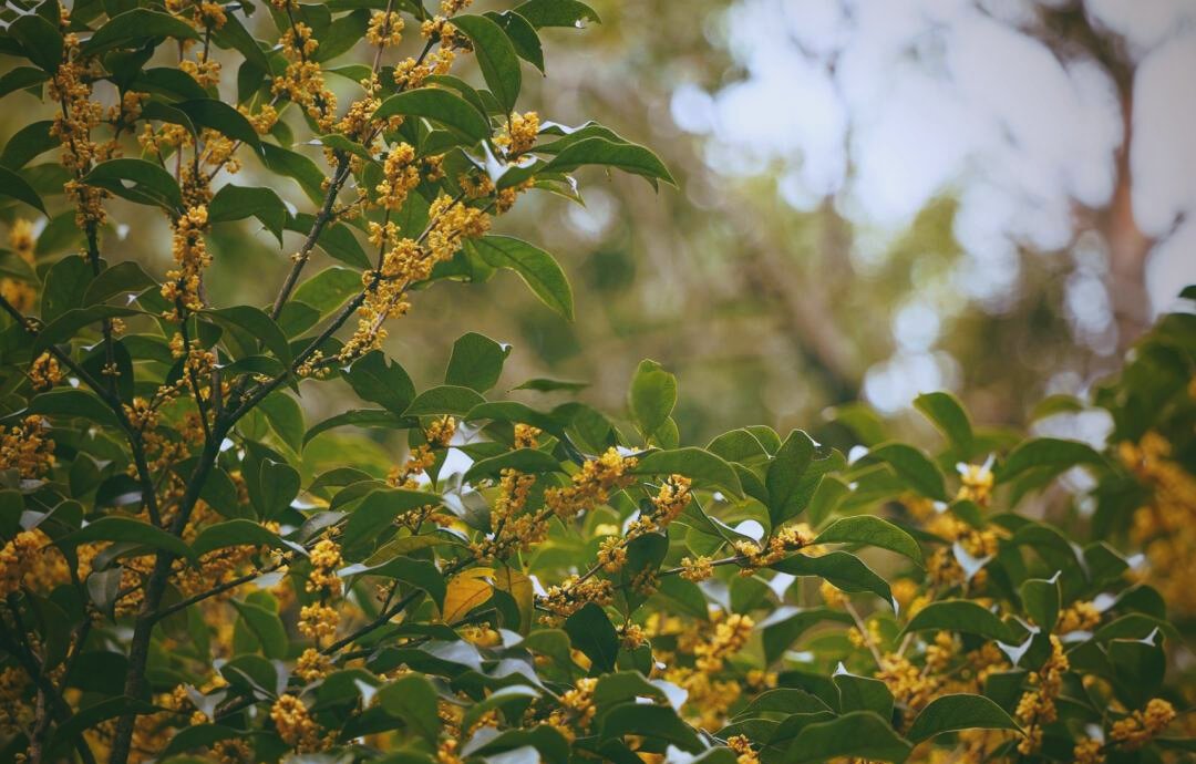 Osmanthus flowers on a branch at Manjuelong, Hangzhou