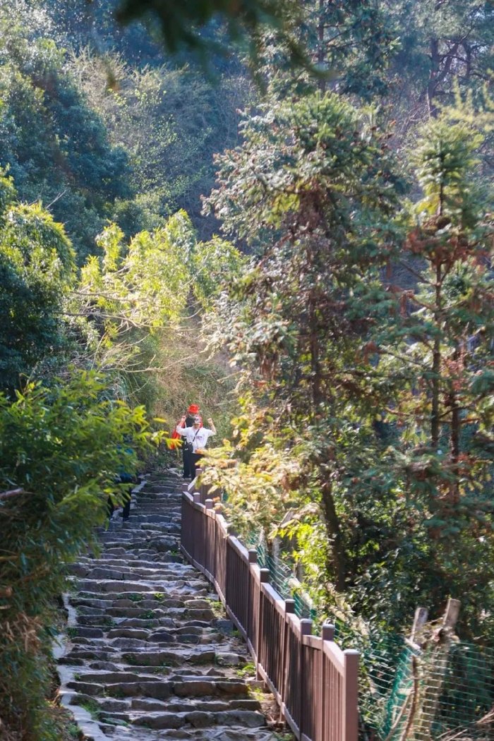 Hikers walking a plank path under a corridor of tall golden larches on the Tianzhi Ridge trail