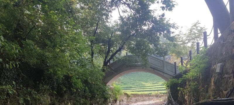 Ridge view from Sanfencha looking over tea terraces toward West Lake